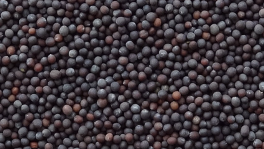 A collection of black, brown, and yellow mustard seeds.